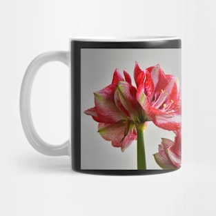 Amaryllis Mug